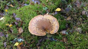 Свинушка толстая (Tapinella atrotomentosa). Как выглядит гриб на месте произрастания.