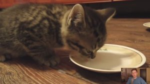 Можно ли кошкам молоко