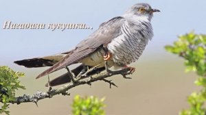Игорь Шипков - Нагадала кукушка…