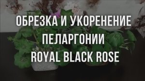 Обрезка и укоренение пеларгонии Royal Black Rose. Выпуск от 22.03.23