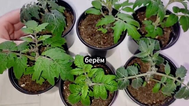 Рассаду не узнать от этой дешевой подкормки Удобрение для рассады своими руками смотреть онлайн