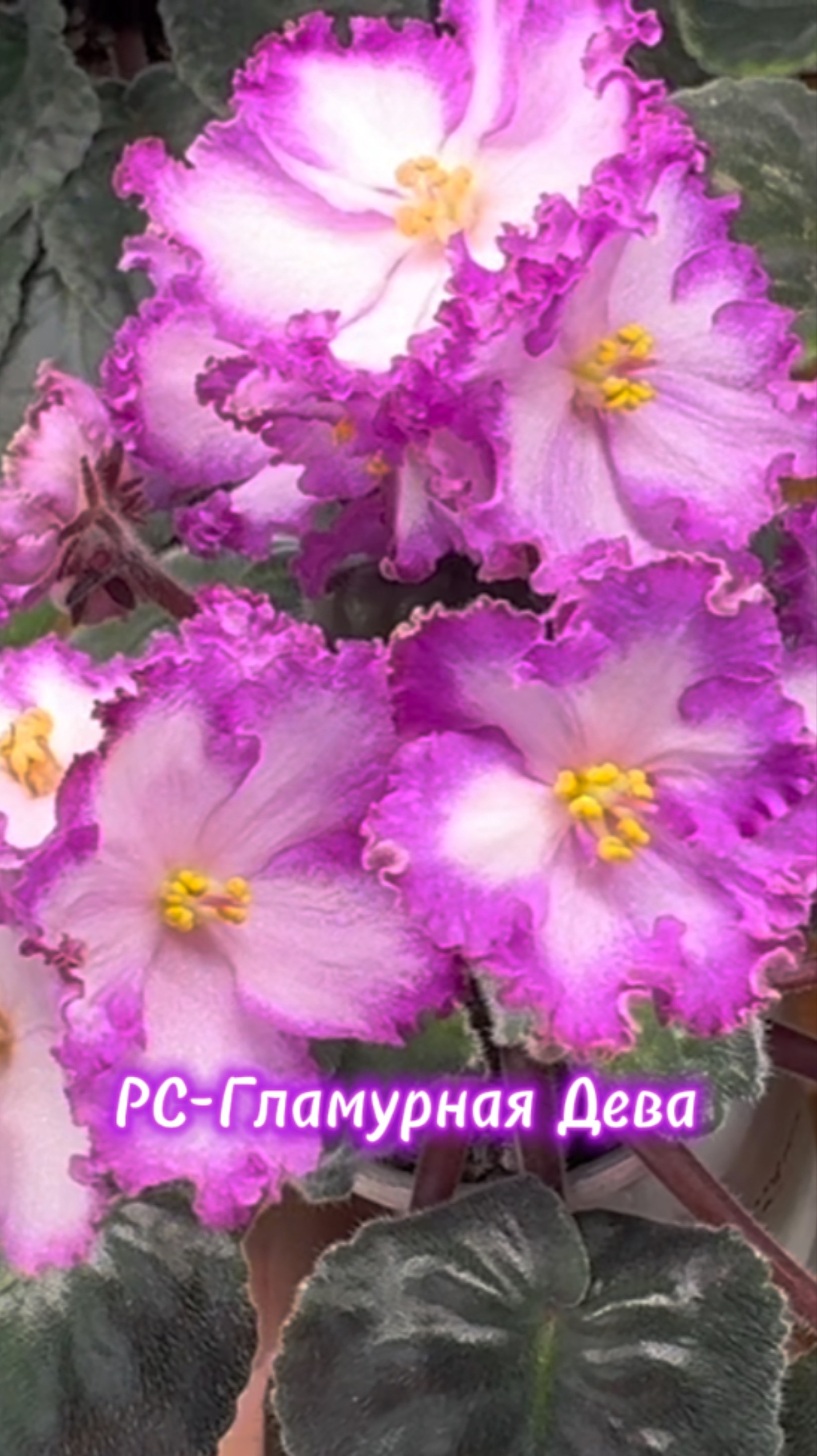 РС-Гламурная Дева. Она потрясающая…