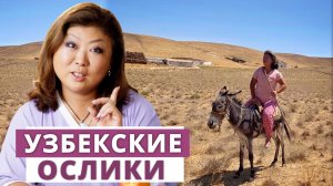 Узбекские ишаки - транспорт или еда?