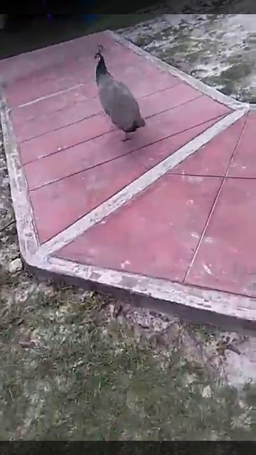 El pava 🦃nuevo meme смотреть онлайн