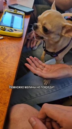 Интересно, сколько наберет собачка, которая ест малину?