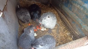 Прекрасное УТРО! Мороз и НУТРИИ. "Странная" печка. 26.02.25