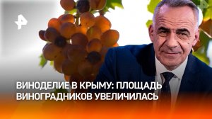 Крымские виноделы увеличивают темпы производства для внутреннего рынка / ИТОГИ с Петром Марченко