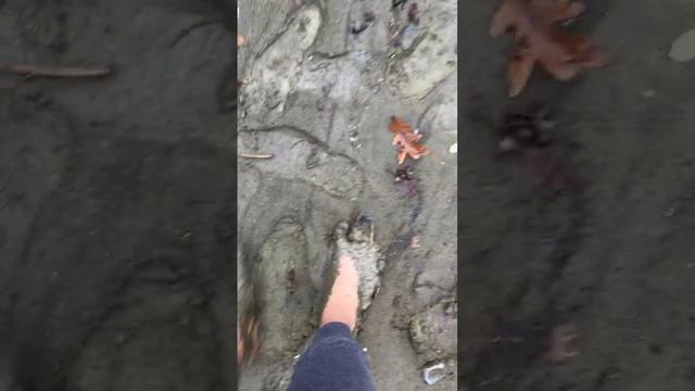 Walking With Muddy Feet and Cleanup After Mudding смотреть онлайн