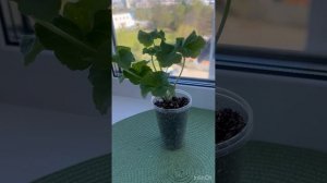 Моя новинка😍 Пеларгония ЮВ 15.21🔥🔥🔥