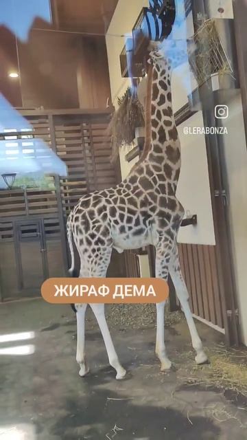 жираф Дема из харьковского зоопарка #харьковзоопарк #zoo #reels #харьков #лера #shortsvideo #паркше смотреть онлайн