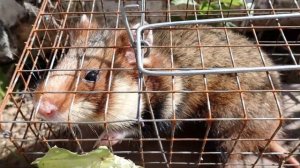 ДИКИЙ ХОМЯК НА ДАЧЕ. За сезон поймали уже второго дикого хомяка на даче.