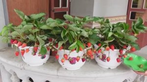 Выращивание клубники из семян