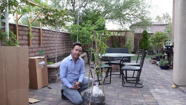 Star Apple unboxing! Cainito| Caimito | Trồng Vú Sữa | GreenMangoes #Growyourown #Gardening смотреть онлайн