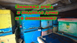 КАК ЗИМУЮТ ПЧЁЛЫ В ПОДПОЛЕ И В ЗИМОВНИКЕ, ГОТОВИМСЯ К ВЫСТАВКЕ ПЧЕЛОСЕМЕЙ.