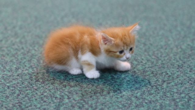 Красивый котёнок. смотреть онлайн