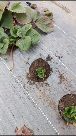 первые весенние работы на клубнике 🍓🍓🍓 зачистка, полив, обработка.