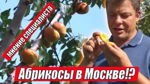 Абрикосы в Москве - мнение специалиста