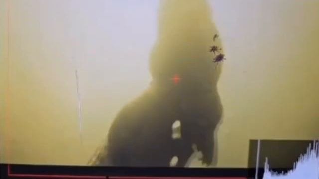 Кракодила снимать на видео нельзя!!