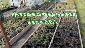 кустовые саженцы 30.04.22г