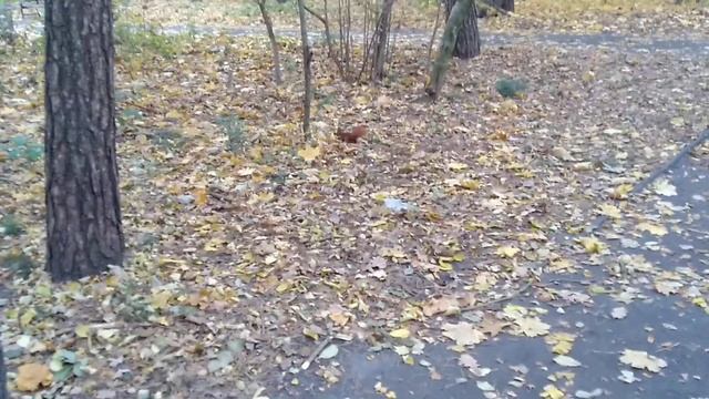 Ви 100% переглянете✔️ це Відео декілька разів. Таке в парку ще не зустрічали😍🔥 смотреть онлайн