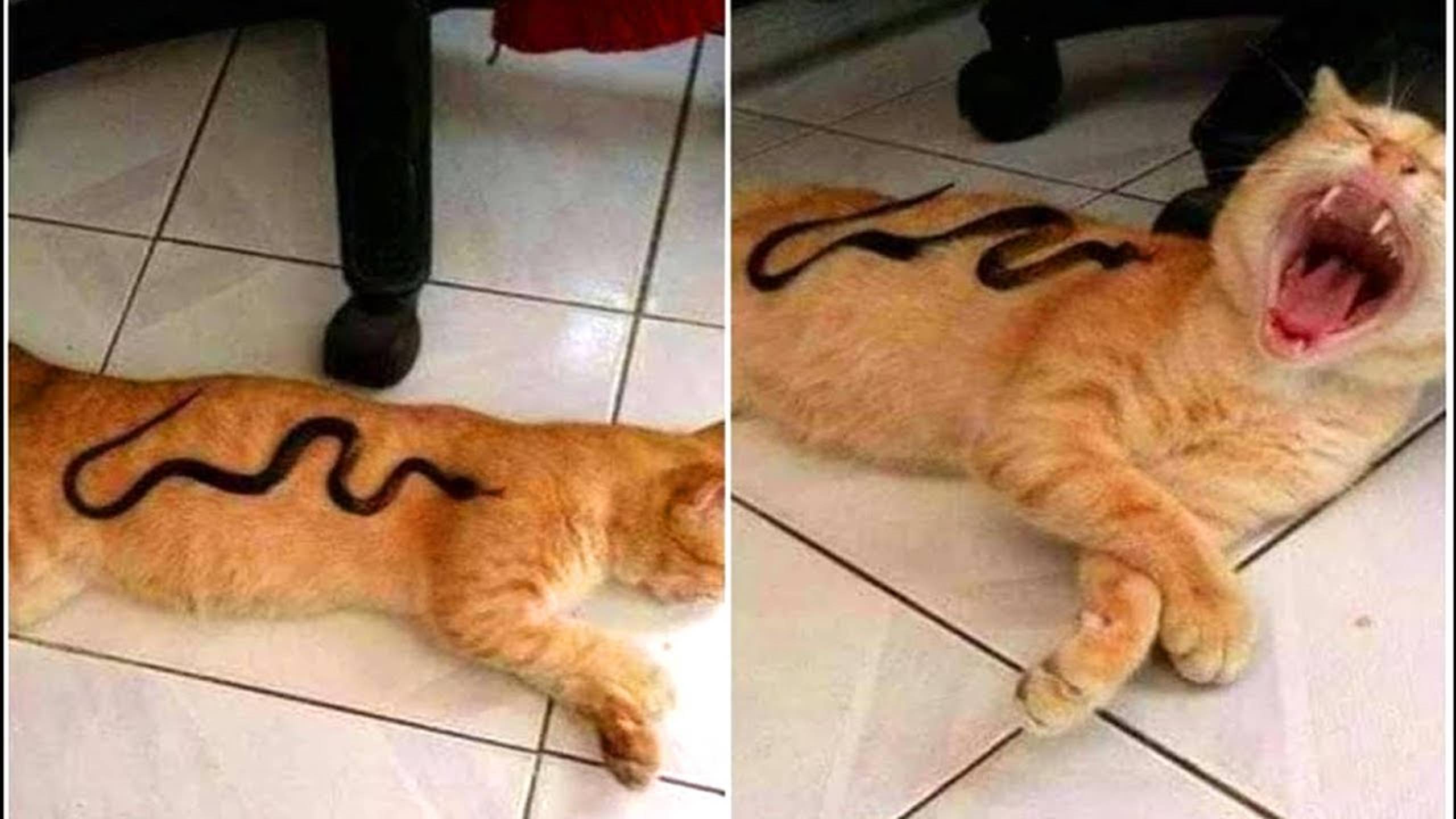 ПРИКОЛЫ С КОТАМИ! Самая смешная ОЗВУЧКА животных! ДО СЛЁЗ!