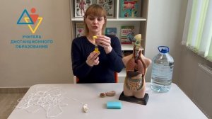 Строение тела человека (внутренние органы)