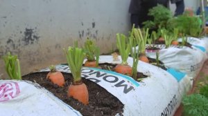 Почему-то морковь, которая растет так, даёт хороший урожай!