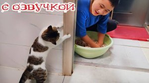 Приколы с котами! - С ОЗВУЧКОЙ! Смешные коты и собаки! - Смешные видео с животными!!