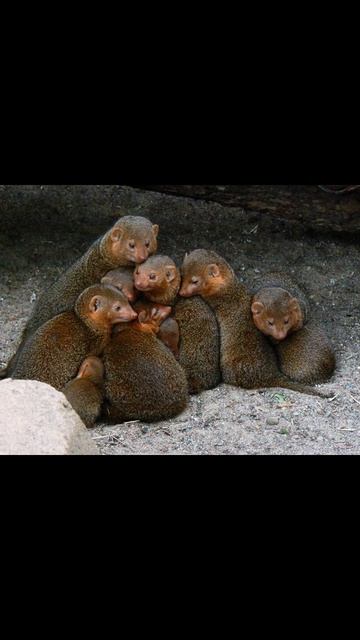 Карликовый мангуст смотреть онлайн