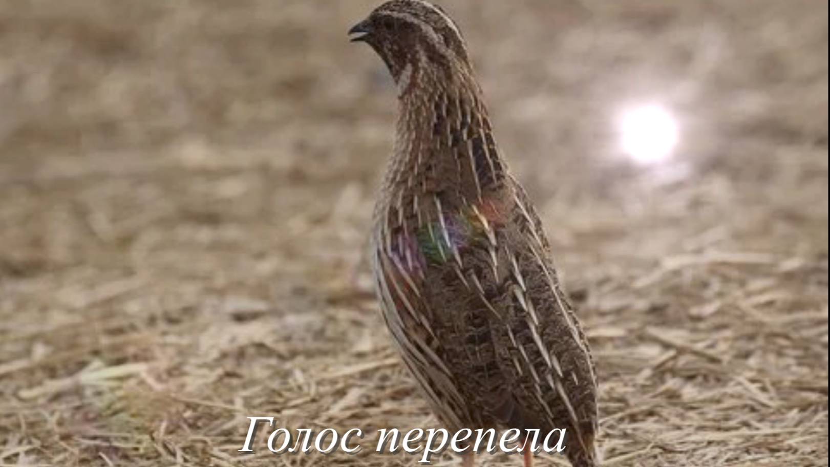 Звук