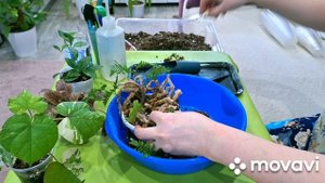 КОМНАТНЫЕ РАСТЕНИЯ(ЦВЕТЫ).РАСТЕНИЯ С ПОДИУМА.