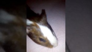 Моя морская свинка Фрося,как ухаживать за ними.