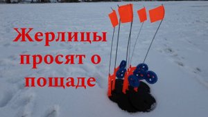 ЖЕРЛИЦЫ. День РЫЖИХ  ХИЩНИКОВ.