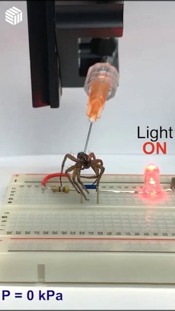 Researchers Use Dead Spiders as Robotic Grippers for First Time. @riceuniversity
