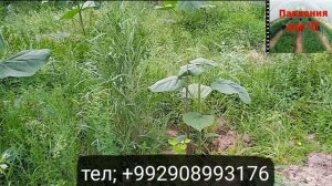 Фарқи навъи М1 аз Шангтон           2 мая 2022 г.