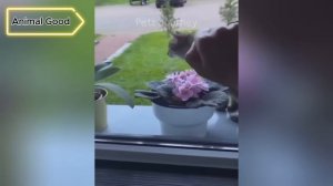 Смешные домашние животные 2025 😄 Funniest Cats and Dogs Videos 😻🐶 Part 4