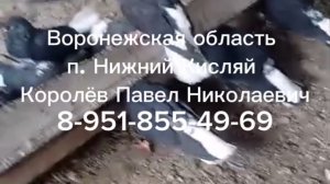 Голуби Нижний Кисляй Королёв Павел Николаевич +7 (951) 855-49-69