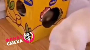 ВИДЕО НАРЕЗКА СМЕХА | ЖИВОТНЫЕ №5