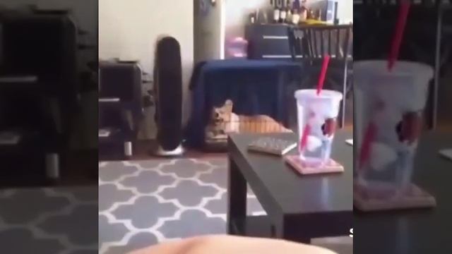 Кот срёт, Собака жжжёт. Ржачь, не мАгууууу!!! смотреть онлайн