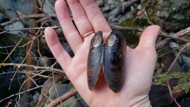 Fresh Water Mussel Western Pearlshell (Margaritifera falcata) Vancouver Island смотреть онлайн