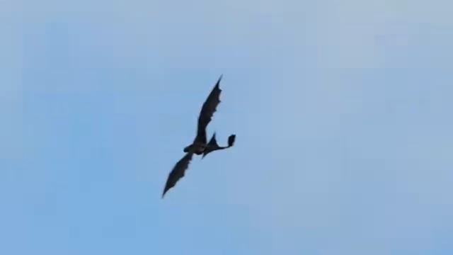 Одиночный полет Беззубика#3 смотреть онлайн