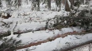 В тайге в погоне за длиномером