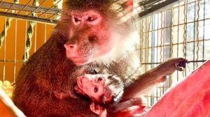 Лида у нас УДИВИТЕЛЬНАЯ! Ну какая еще обезьяна разрешила бы так убрать в вольере