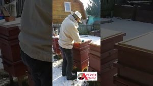 СОЛНЕЧНАЯ ПАСЕКА  Осмотр и подкормка семей в солнечных ульях 1 марта 2025