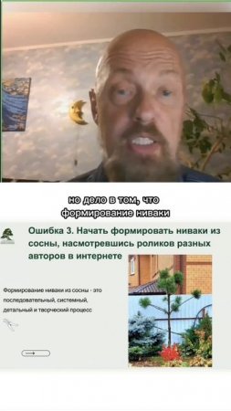 Ошибки при обрезке сосен и формировании из них ниваки. Часть 3