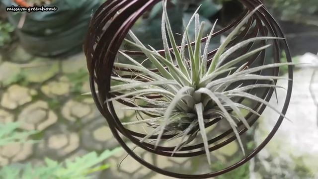 TANAMAN HIAS ANTI RIBET, CUKUP GANTUNG CUKUP UDARA, TILLANDSIA TANAMAN UDARA смотреть онлайн