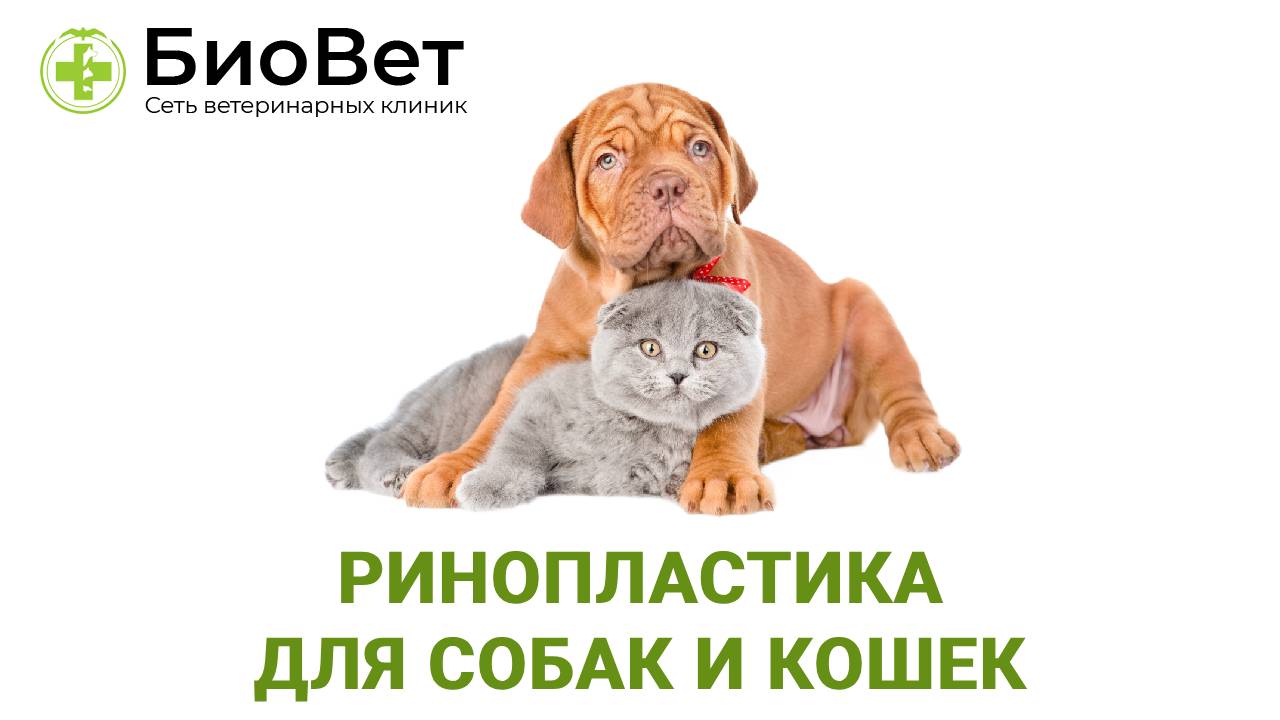 Ринопластика кошкам и собакам