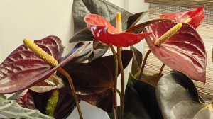 Пришла зима 🙈 быстрая прогулка по цветочной кухне 🌵🪴🌸