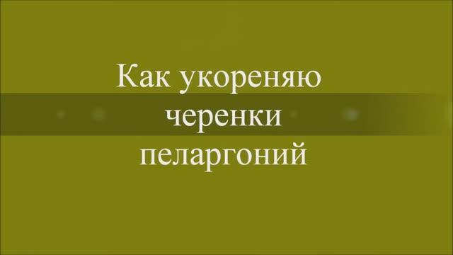 Укоренение черенков пеларгоний. Выпуск от 25.11.20
