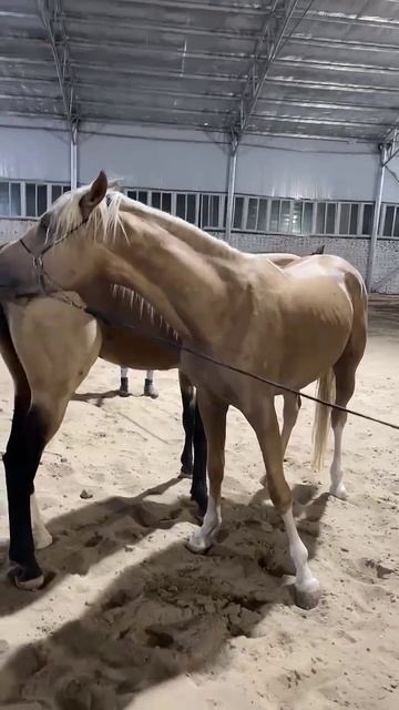 Horse mating cute - Most breeding horse смотреть онлайн